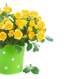 Mazzo di rose gialle fresche in vaso verde vicino isolato su bianco
