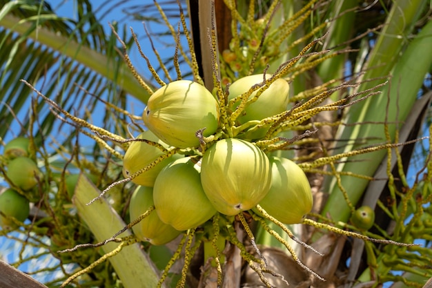 Bunch of fresh young coconuts on green palm tree in Thailand, close up