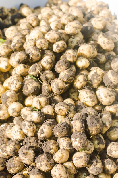 A bunch of fresh young yellow potatoes on the field close-up