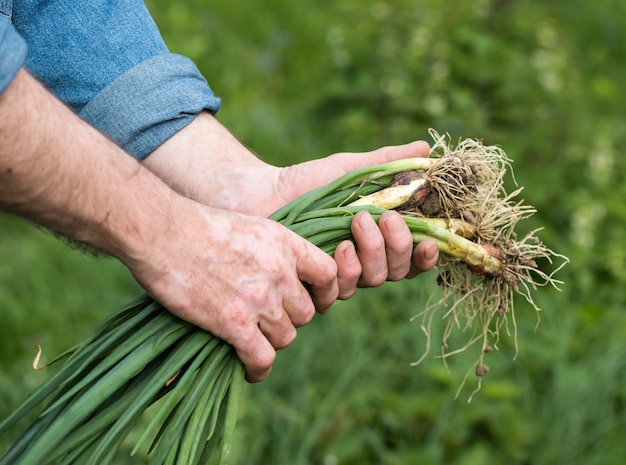 Bunch of freshly cut green onions on the farm