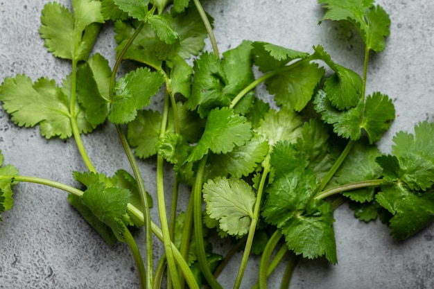 Bunch of freshly harvested green cilantro on gray rustic concrete background. Cilantro as greenery for cooking and seasoning food, rich in flavour and vitamins, good for health