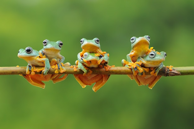 Bunch of frogs on a bamboo stick