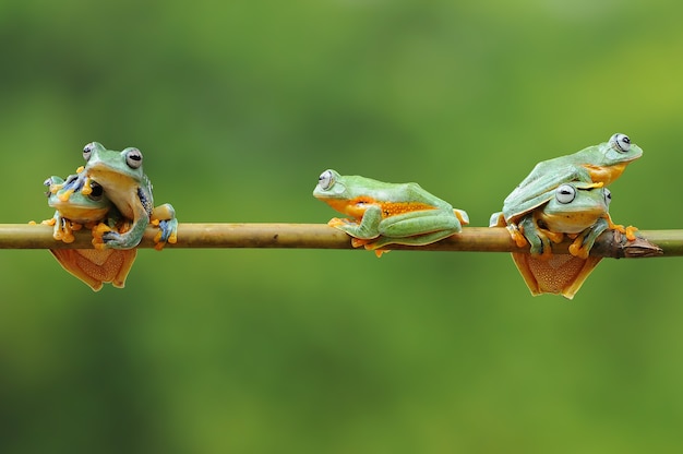 Bunch of frogs on a bamboo stick