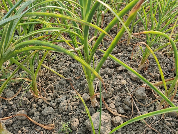 A bunch of garlic is growing in a field.