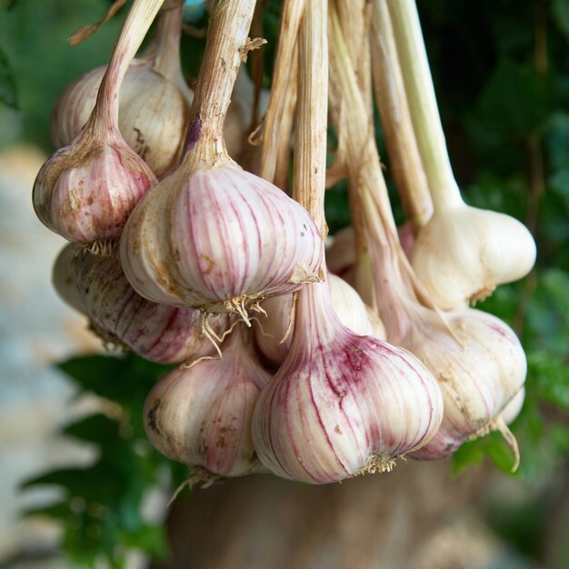 Bunch of garlics with soft focused background