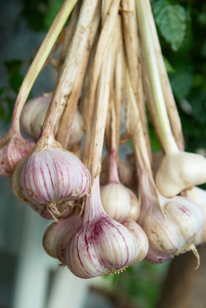 Bunch of garlics with soft focused background