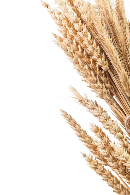 Bunch of golden wheatrye ears isolated on white