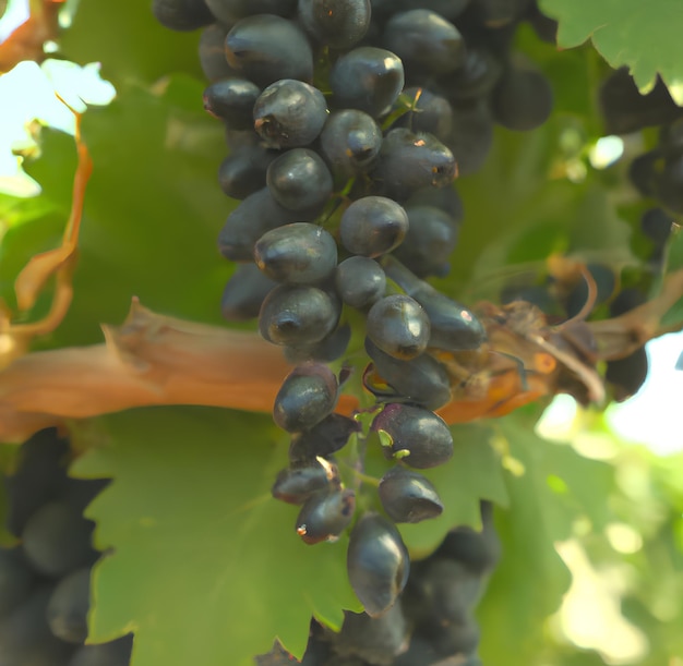 A bunch of grapes are hanging from a vine