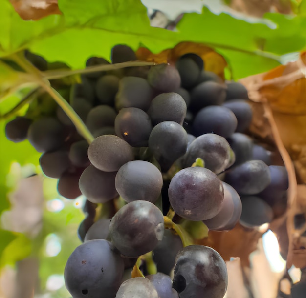 A bunch of grapes are hanging from a vine.