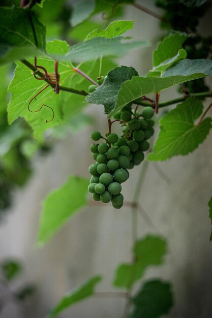 bunch of grapes on the city wall