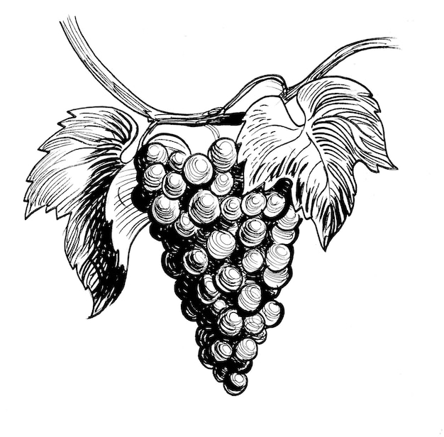 Bunch of grapes Handdrawn ink black and white drawing