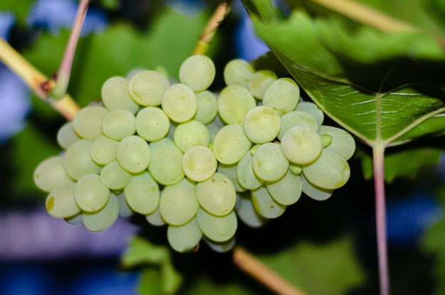 A bunch of grapes that are green and white