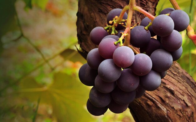 a bunch of grapes that are hanging from a vine