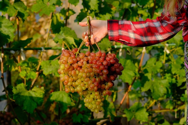 A bunch of grapes that are on a vine