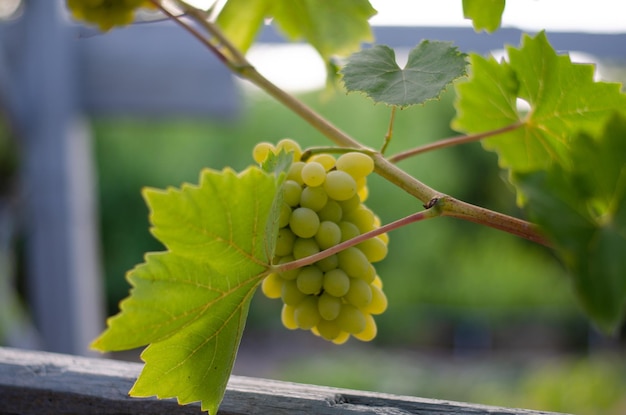 A bunch of grapes on a vine with green leaves