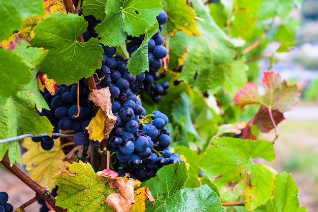 Grappolo d'uva, vigneto con uva rossa