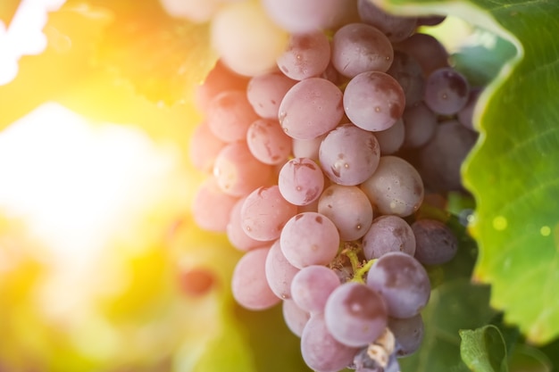 A bunch of grapes for wine growing on a grape farm in the summer under the sunshine agriculture and ...