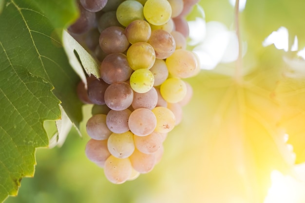 A bunch of grapes for wine growing on a grape farm in the summer under the sunshine