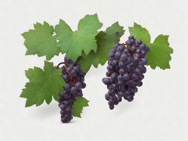 Bunch of grapes with green leaves isolated on a white background