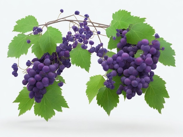 Гроздь винограда с зелеными листьями, изолированные на белом фоне