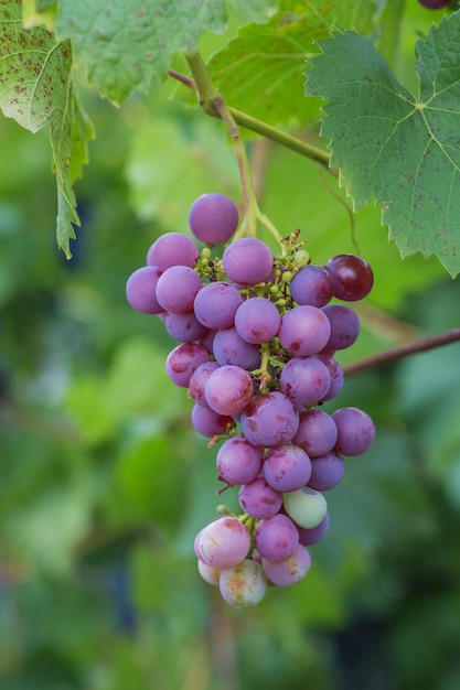 Bunch of grapes with green vine leaves in basket on wooden table