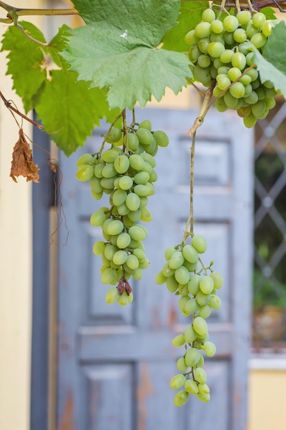 Photo bunch of grapes with green vine leaves in basket on wooden table