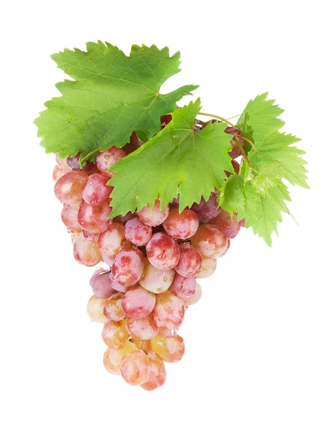 Bunch of grapes