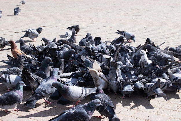 Bunch of gray doves on sidewalk in city