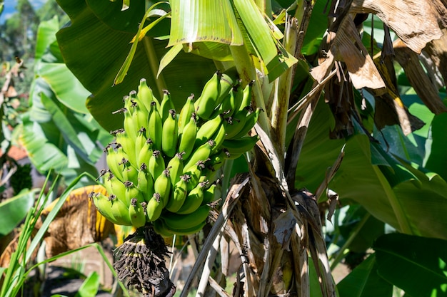 Bunch of green banana in plantation