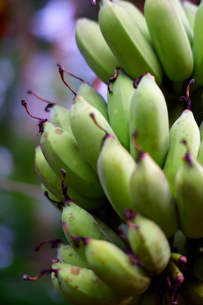 Photo a bunch of green bananas are on a tree.