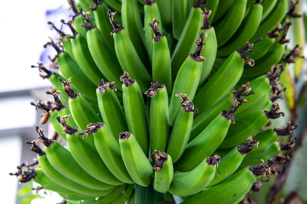 Un mazzo di banane verdi cresce su un albero