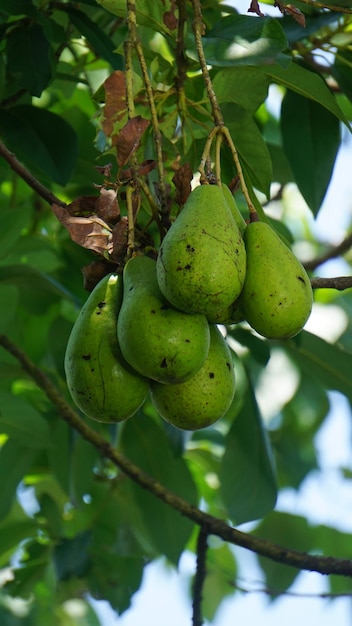 Foto un mucchio di banane verdi appese ad un albero