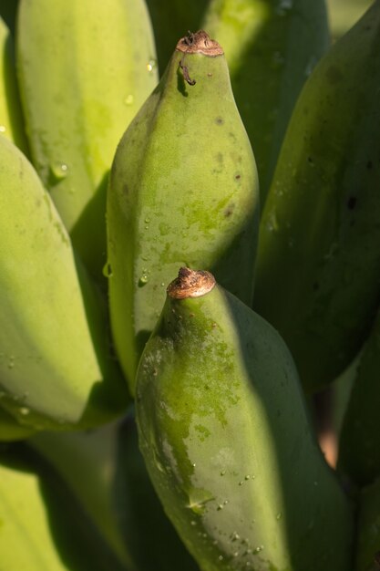 Bunch of green bananas on plant