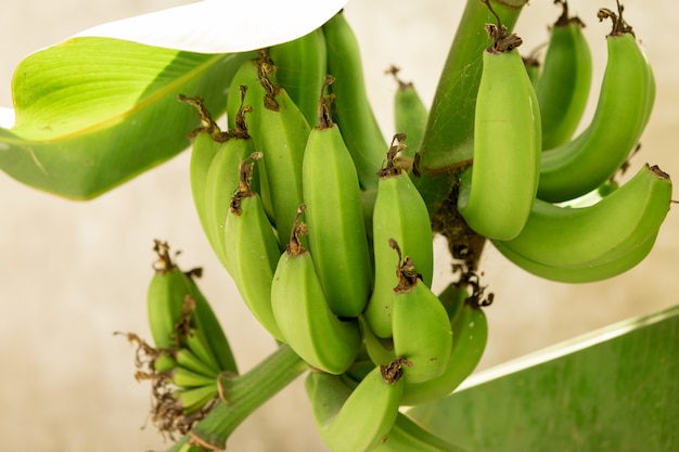 Bunch of green bananas