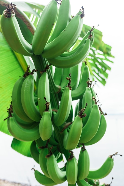 Photo bunch of green bananas
