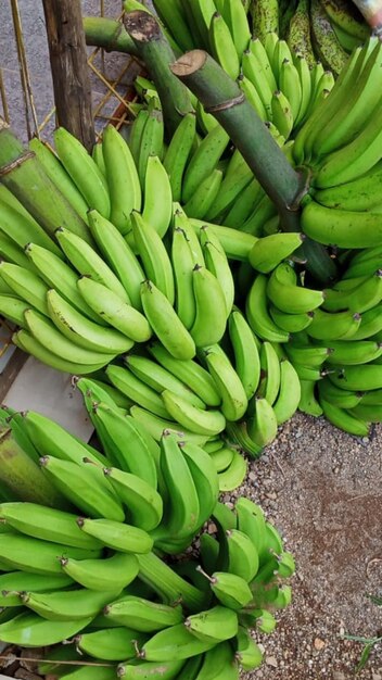 Photo a bunch of green bananas