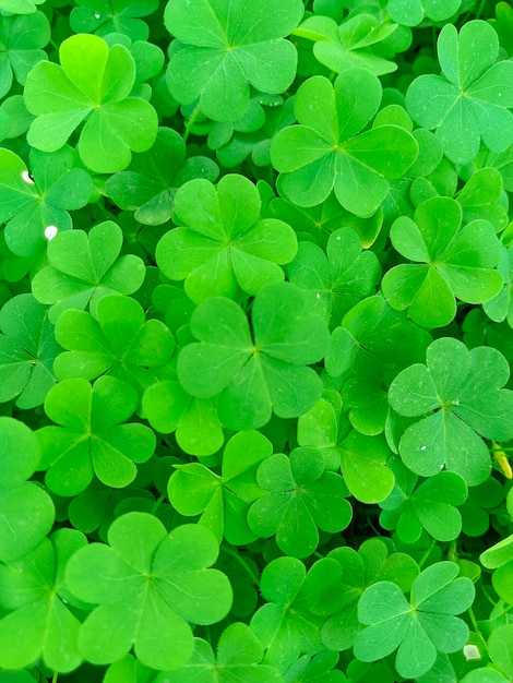 Foto un mazzo di trifogli verdi viene mostrato in un giardino.