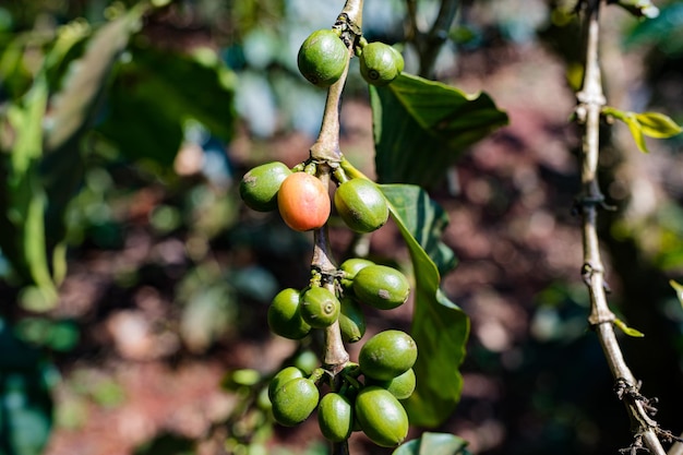 a bunch of green coffee beans hanging from a branch