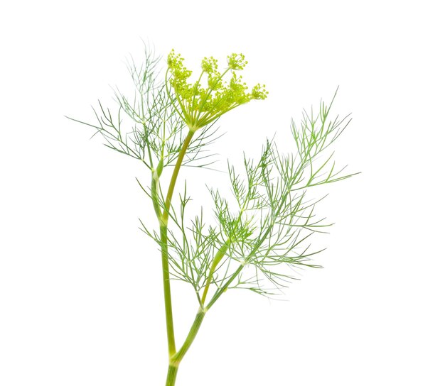 Bunch of green dill