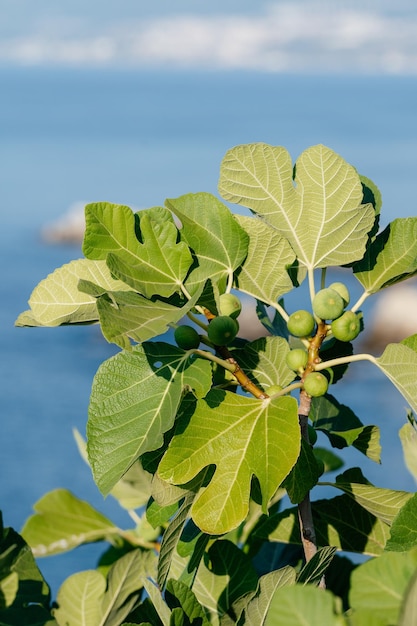 Bunch of green figs on a fig tree against sea background Ficus Carica branch with fruits