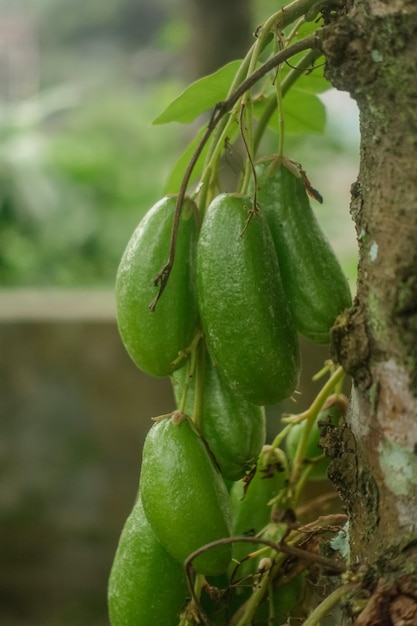 A bunch of green fruit hanging from a tree
