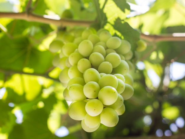 A bunch of green grapes growing on a grapevine