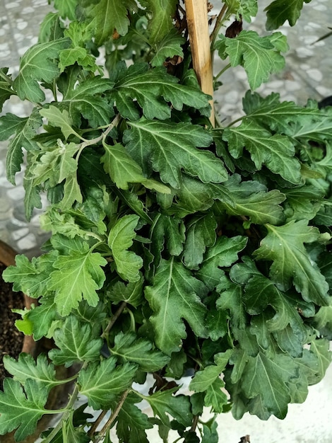 A bunch of green leaves of a garden mum plant with the word parsley on it