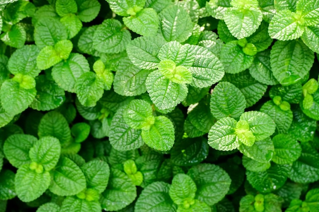 A bunch of green leaves of mint are shown on a bed.