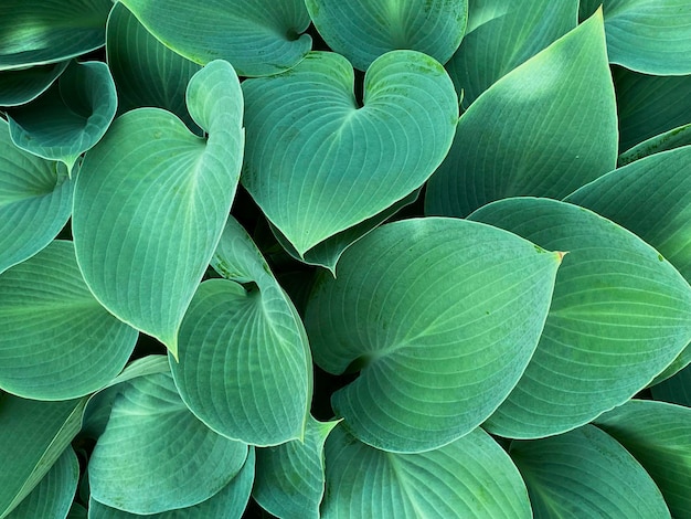 A bunch of green leaves of a plant with a heart shaped leaf