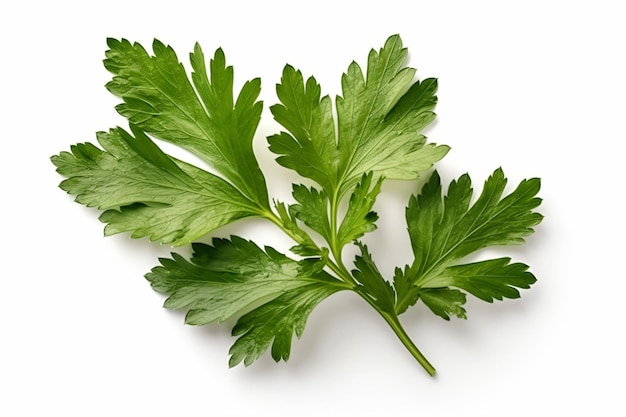 a bunch of green leaves on a white surface