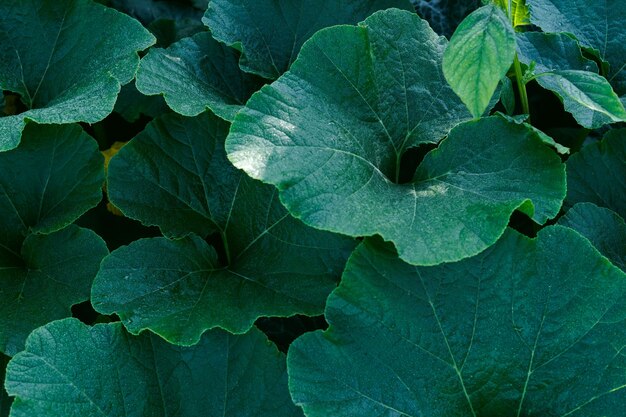 Foto un mucchio di foglie verdi con la rugiada su di loro