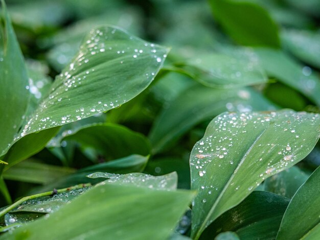 a bunch of green leaves with water droplets on them