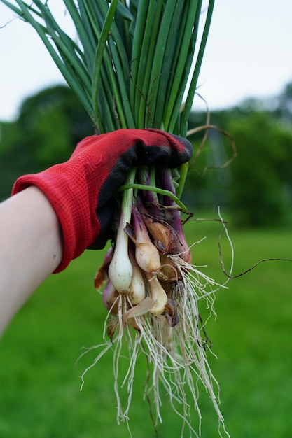 Bunch of green onions in hand
