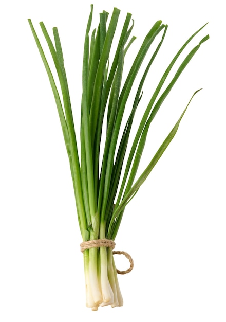 A bunch of green onions tied with a rope on a white isolated background